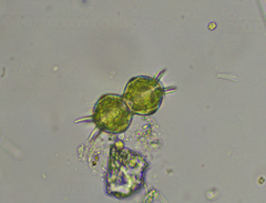 Xanthidium cristatum