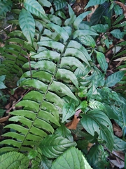 Polystichum balansae