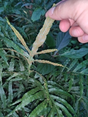 Leptochilus ellipticus