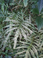 Leptochilus ellipticus