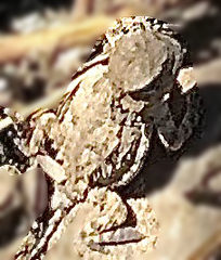 Phrynosoma hernandesi