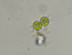 Xanthidium cristatum