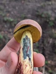 Pulchroboletus rubricitrinus image