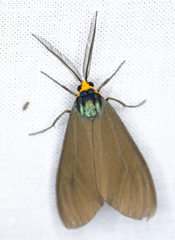Ctenucha virginica