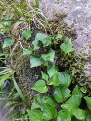 Viola grypoceras