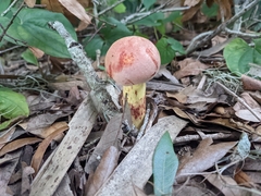 Pulchroboletus rubricitrinus image