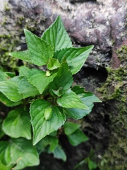 Viola grypoceras