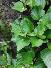 Viola grypoceras