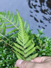 Pseudocyclosorus subochthodes