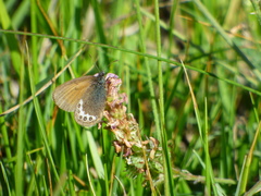 Coenonympha gardetta