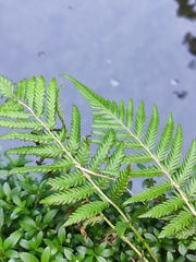 Pseudocyclosorus subochthodes