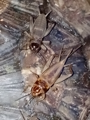Acheta domesticus