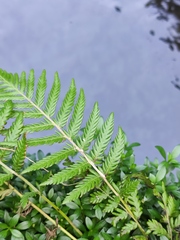 Pseudocyclosorus subochthodes