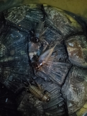 Acheta domesticus