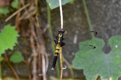 Orthetrum melania melania