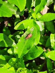 Dysdercus cingulatus