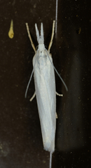 Crambus perlella