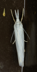 Crambus perlella