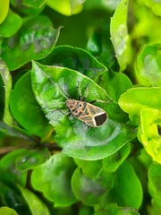 Graptostethus servus