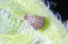 Bruchinae
