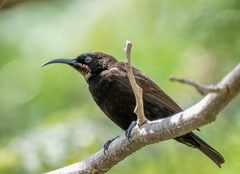 Chalcomitra amethystina