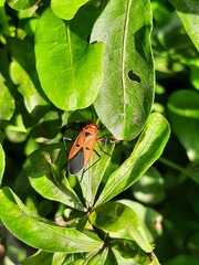Dysdercus cingulatus