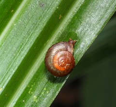 Punctoidea
