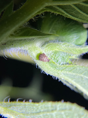 Bruchinae