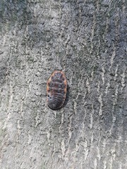Monophlebidae