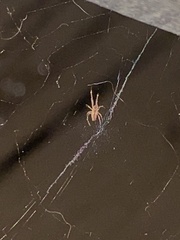 Uloborus