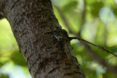 Hyalessa maculaticollis