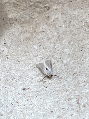 Acentria ephemerella