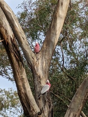 Eolophus roseicapilla