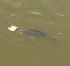 Cyprinus carpio carpio