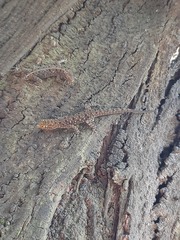 Gekkota