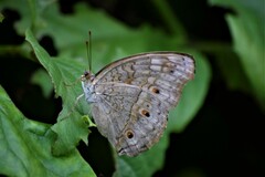 Junonia atlites