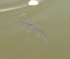 Cyprinus carpio carpio