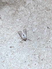 Acentria ephemerella