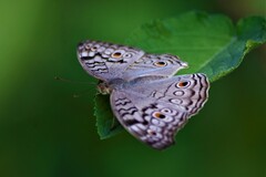 Junonia atlites