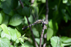 Orthetrum albistylum speciosum