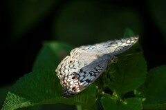 Junonia atlites