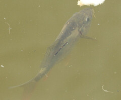 Cyprinus carpio carpio