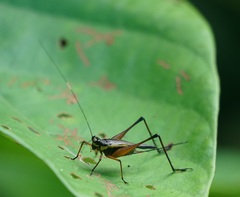 Nisitrus