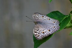 Junonia atlites