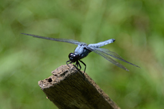 Orthetrum melania melania