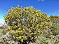 Senna artemisioides coriacea