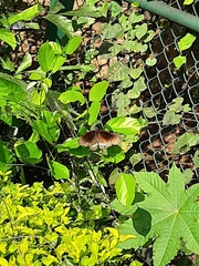 Euploea core