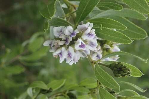 Image of Psoralea wilmsii by no rights reserved