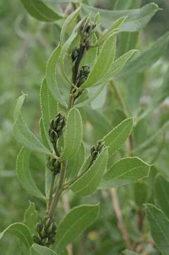 Image of Psoralea wilmsii by no rights reserved