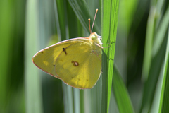 Colias poliographus